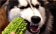狗可以吃苦瓜吗有什么好处