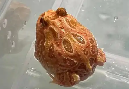 角蛙是肉食性动物？