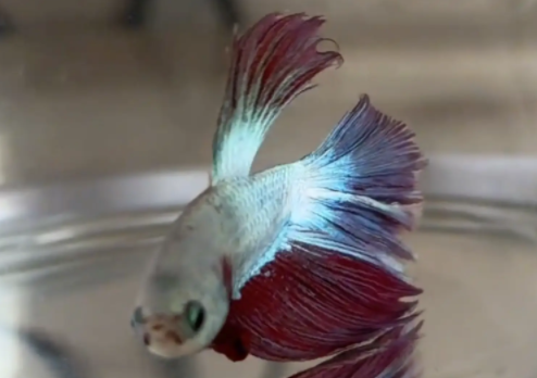 斗鱼躺在缸底,女子吓坏了,又是敲缸又是喊 斗鱼躺在缸底,女子吓坏了,又是敲缸又是喊