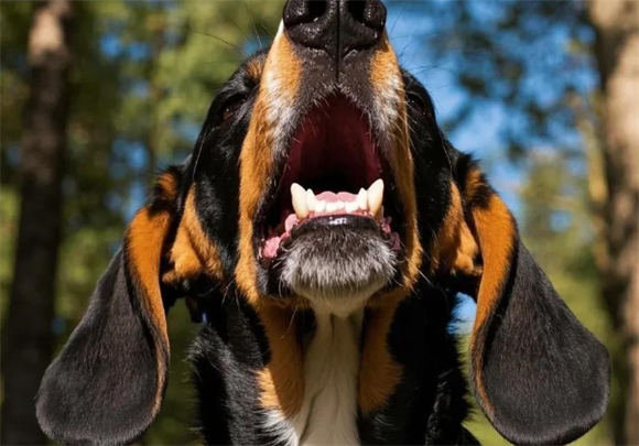 你知道比格猎犬吗?是一种亲人且聪明的狗是专门培育出来狩猎的! 你知道比格猎犬吗?是一种亲人且聪明的狗是专门培育出来狩猎的!