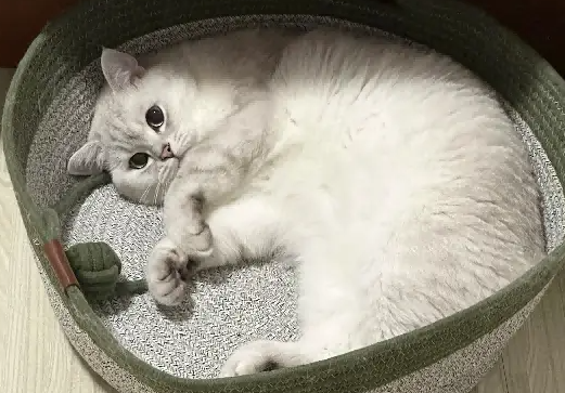 网友好奇明明一身银色,为啥都说它是金渐层,直到猫转个身,笑喷了! 网友好奇明明一身银色,为啥都说它是金渐层,直到猫转个身,笑喷了!