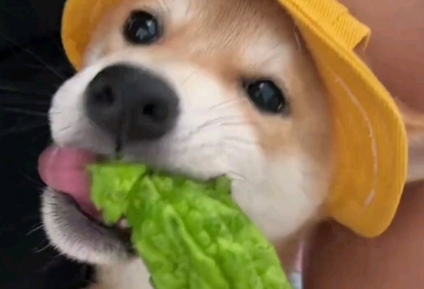 狗狗可以吃苦瓜心吗