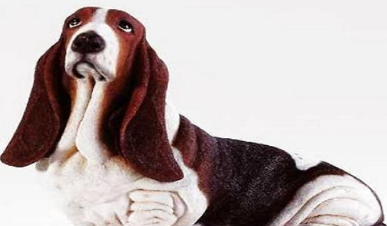 巴吉度犬多少钱一只?一起来看看! 巴吉度犬多少钱一只?一起来看看!