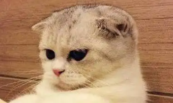 苏格兰折耳猫的故事，你们知道多少呢？