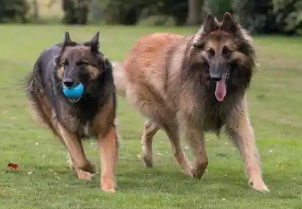 比利时坦比连犬日常能吃什么？