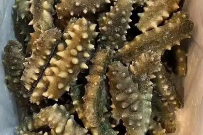 海参的营养价值是什么呢