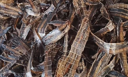 蚯蚓干多少钱一斤?