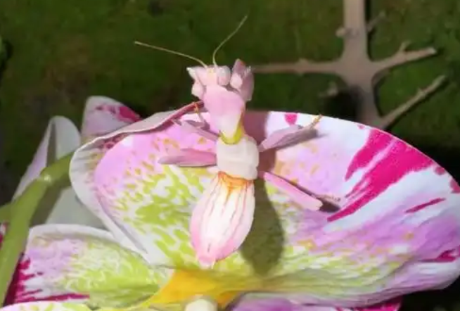 兰花螳螂是益虫吗