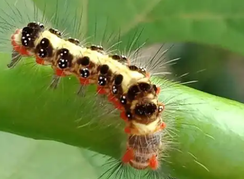 毛毛虫都会变蝴蝶吗 毛毛虫都会变蝴蝶吗
