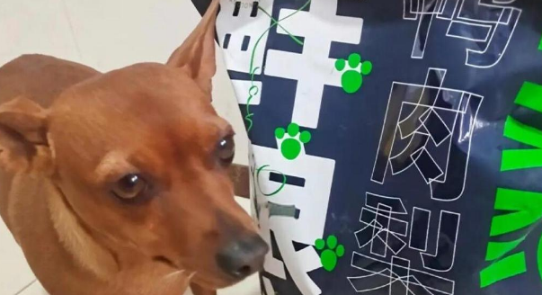 给狗狗的贴心安排：鲜粮说产品体验分享