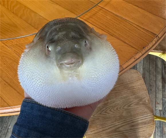河豚在家里怎么养