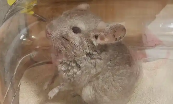 神秘守护者：全面解读尼伯龙猫的伯龙独特魅力