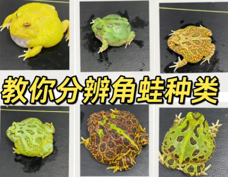 角蛙种类大揭秘：教你如何轻松分辨！何轻