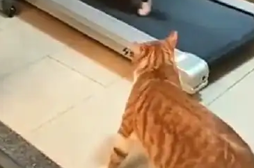 奶牛猫跟主人健身，橘猫看了又看，还是没勇气上去