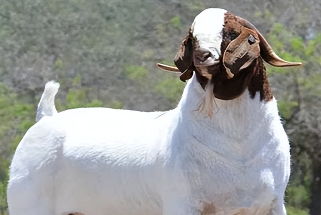 波尔山羊市场价格