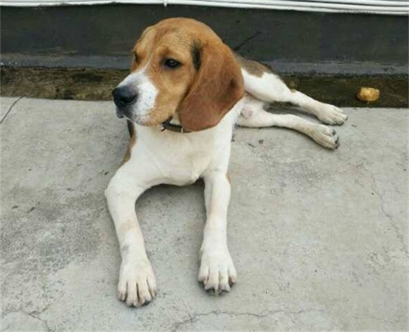 万物冷知识之 比格猎犬