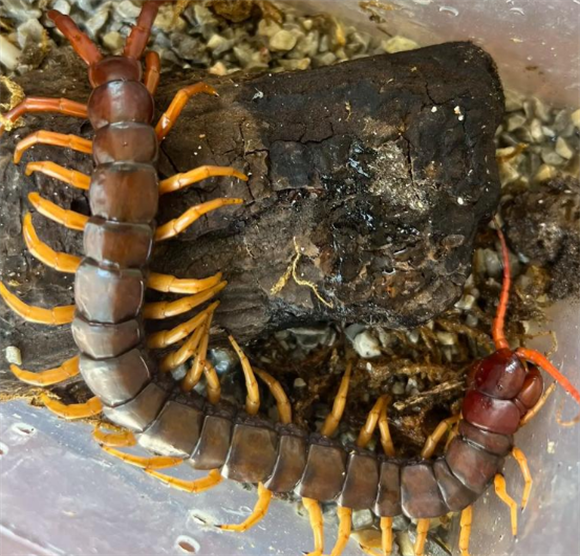 怎么看家里有没有蜈蚣 怎么看家里有没有蜈蚣