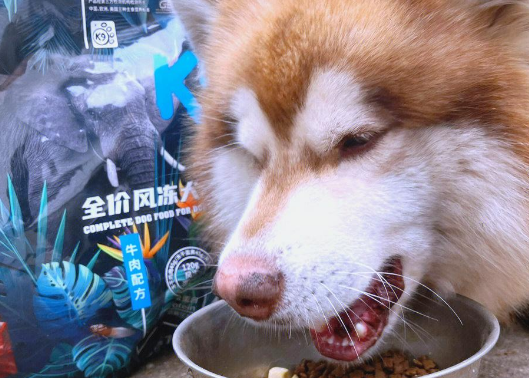 K9狗粮测评：性价比之选，打工族必看！