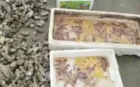外来海星入侵青岛!不到4天被抢到断货 外来海星入侵青岛!不到4天被抢到断货