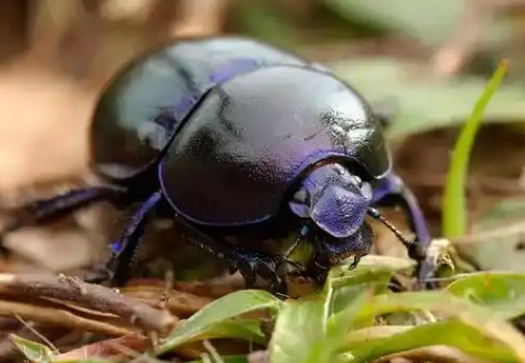 屎壳郎还叫什么 屎壳郎还叫什么