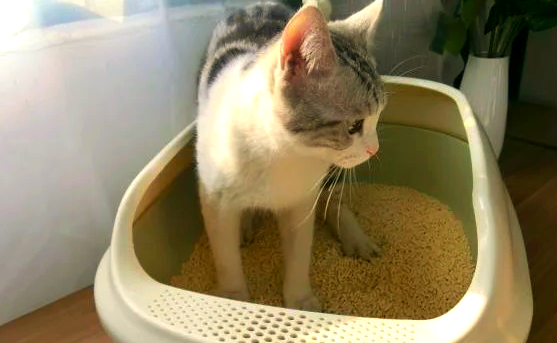 有迹猫砂最建议买吗 有迹猫砂最建议买吗