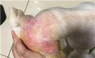 动物身上的螨虫怎么去除