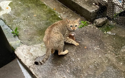 雨中和人类求助的流浪猫,身下还护着一只小猫,猫:救救我的孩子 雨中和人类求助的流浪猫,身下还护着一只小猫,猫:救救我的孩子