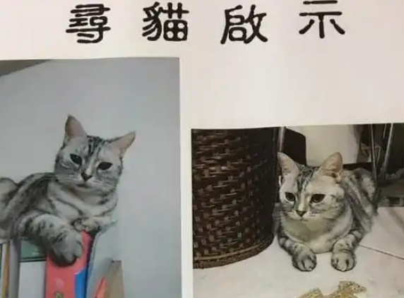 猫从窗户偷跑出去,主人心急如焚,找猫撞头也不在意 猫从窗户偷跑出去,主人心急如焚,找猫撞头也不在意