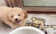 两个月大的狗一天喂几次奶
