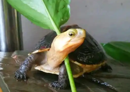黄缘龟吃蚯蚓吗