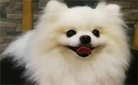 狗狗吐透明水加白色泡沫