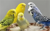 大头虎皮鹦鹉会说话吗