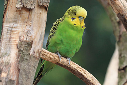 虎皮鹦鹉可以手养吗 虎皮鹦鹉可以手养吗