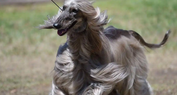 阿富汗猎犬价格盘点,一起来看看吧! 阿富汗猎犬价格盘点,一起来看看吧!