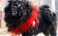 鬼獒vs华南虎，当东方战神遇到猫科二弟