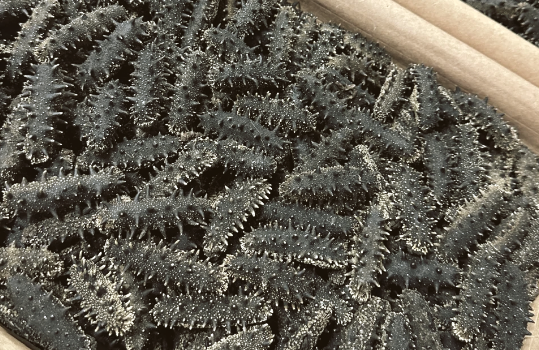 半干海参价格一般多少钱一斤