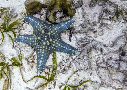 海星哪部分可以吃