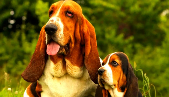  探索巴吉度犬：温柔猎手的完美伴侣