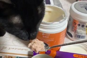 本元星猫咪禁情粉多久有效 本元星猫咪禁情粉多久有效