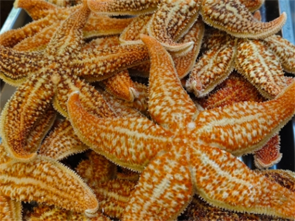 海星整个都可以吃吗