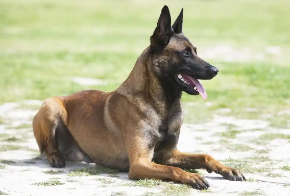 马犬是否属于烈性犬？