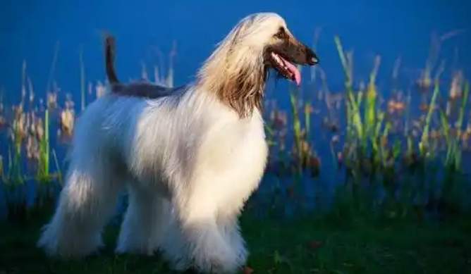 关于阿富汗猎犬,你知道多少? 关于阿富汗猎犬,你知道多少?