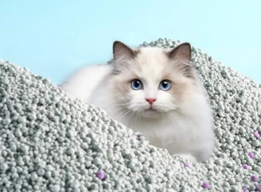 猫砂怎么选？允西膨润土猫砂体验分享