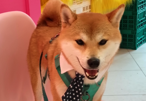 “按揭狗”“带病猫”……宠物消费如何避“坑”? “按揭狗”“带病猫”……宠物消费如何避“坑”?