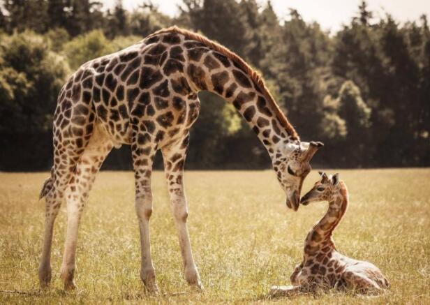 长颈鹿身长多少 长颈鹿身长多少