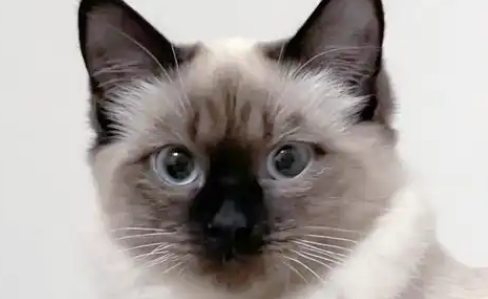 探秘迷人的长毛猫：巴厘猫的起源与独特魅力