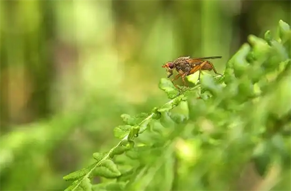 怎么样消灭果蝇
