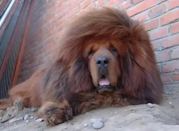 藏獒的威猛与挑战：从高原神犬到平原生态克星