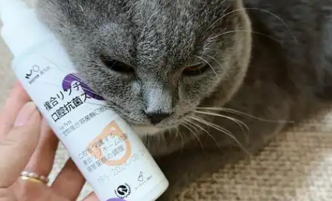 本元星猫口炎喷剂怎么用 本元星猫口炎喷剂怎么用