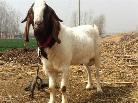 波尔山羊种公价格 波尔山羊种公价格